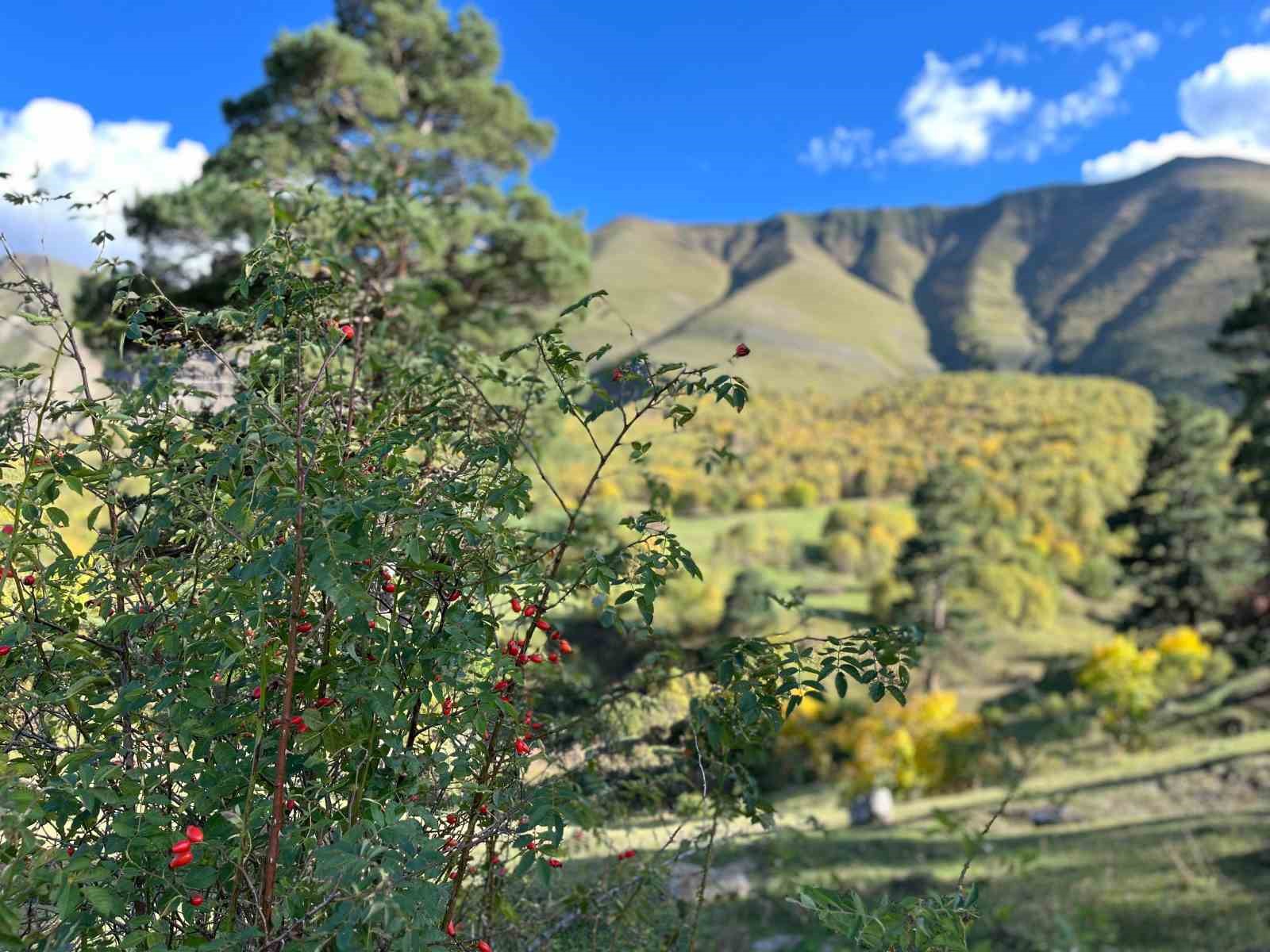 Artvin’de sonbahar ilk bu köye uğruyor