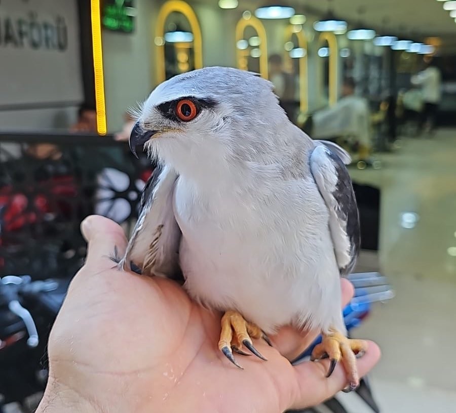 Şırnak’ta bitkin halde bulunan Ak Çaylak kuşu tedavi altına alındı