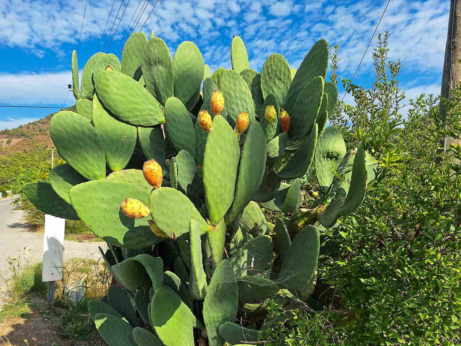 Muğla&rsquo;da dikenli incir, ekonomiye kazandırılıyor
