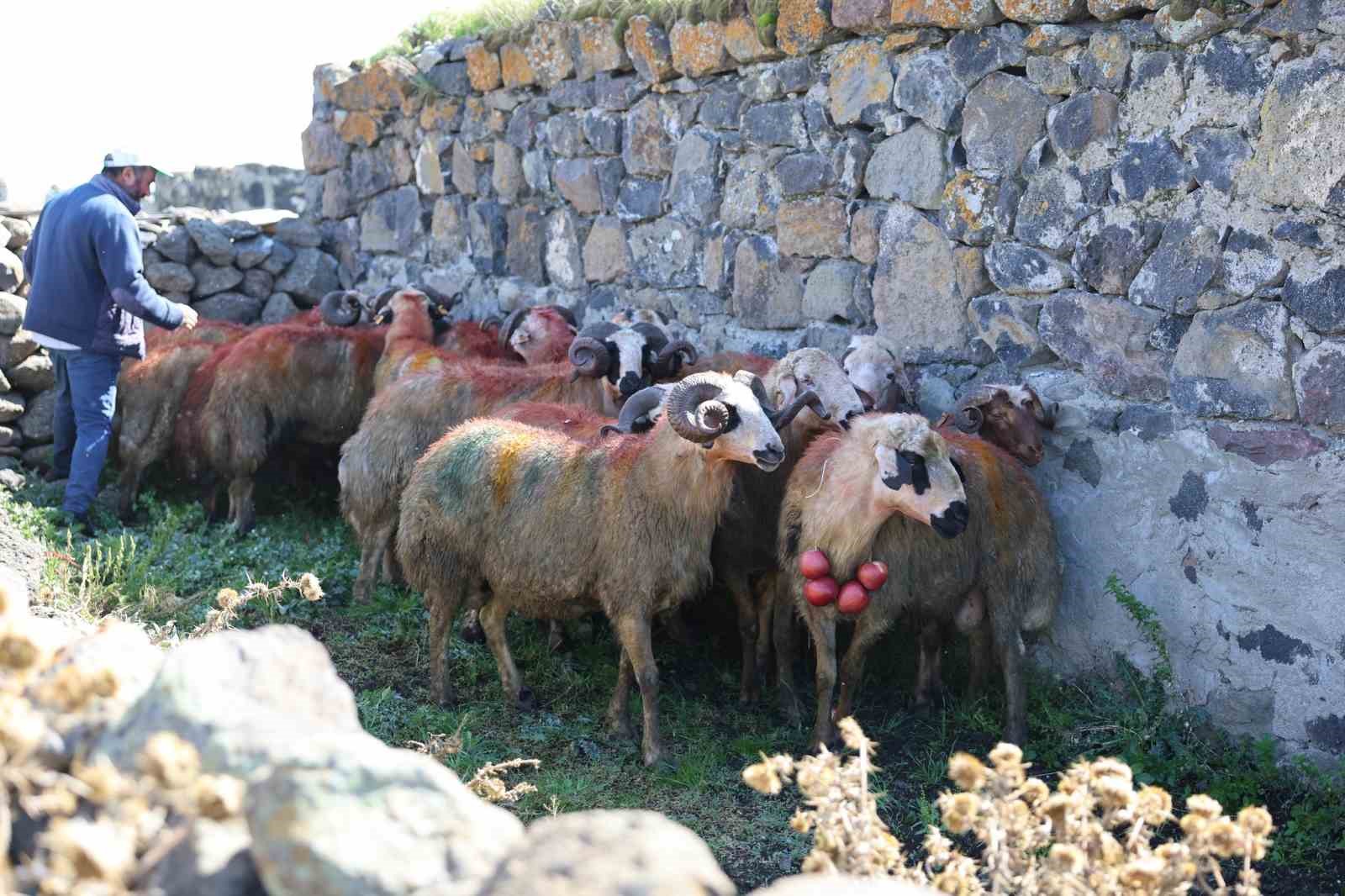 Kars’ta koç katımı yapıldı
