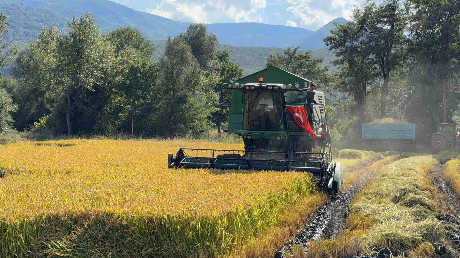 Kastamonu’da 2 bin 200 dekar alanda ekilen çeltiğin hasadına dualarla başlandı
