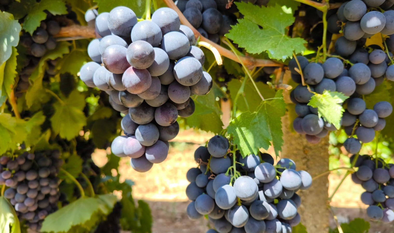 Kahramanmaraş’ta televizyonda gördü yetiştirmeye başladı, şimdi 4 ton hasat ediyor