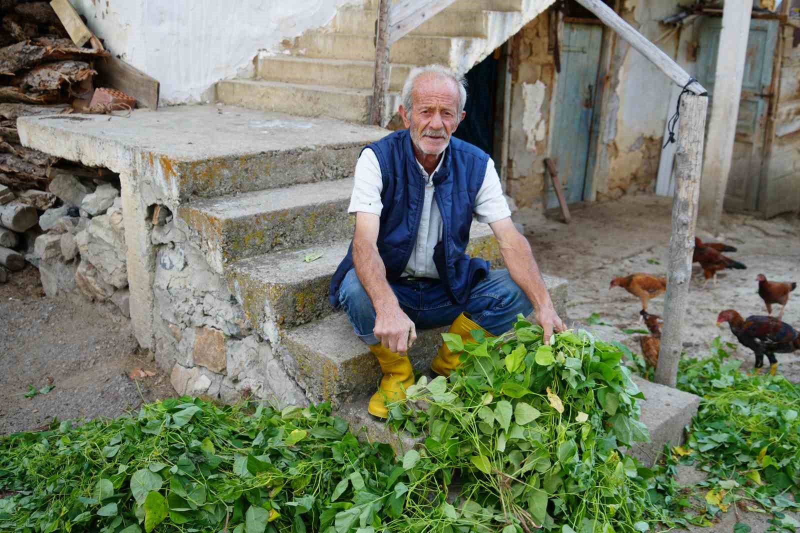 Ayılar köy merkezine indi: Yavru ayı kümesteki hayvanları, anne ayı ise fasulyeyi yedi
