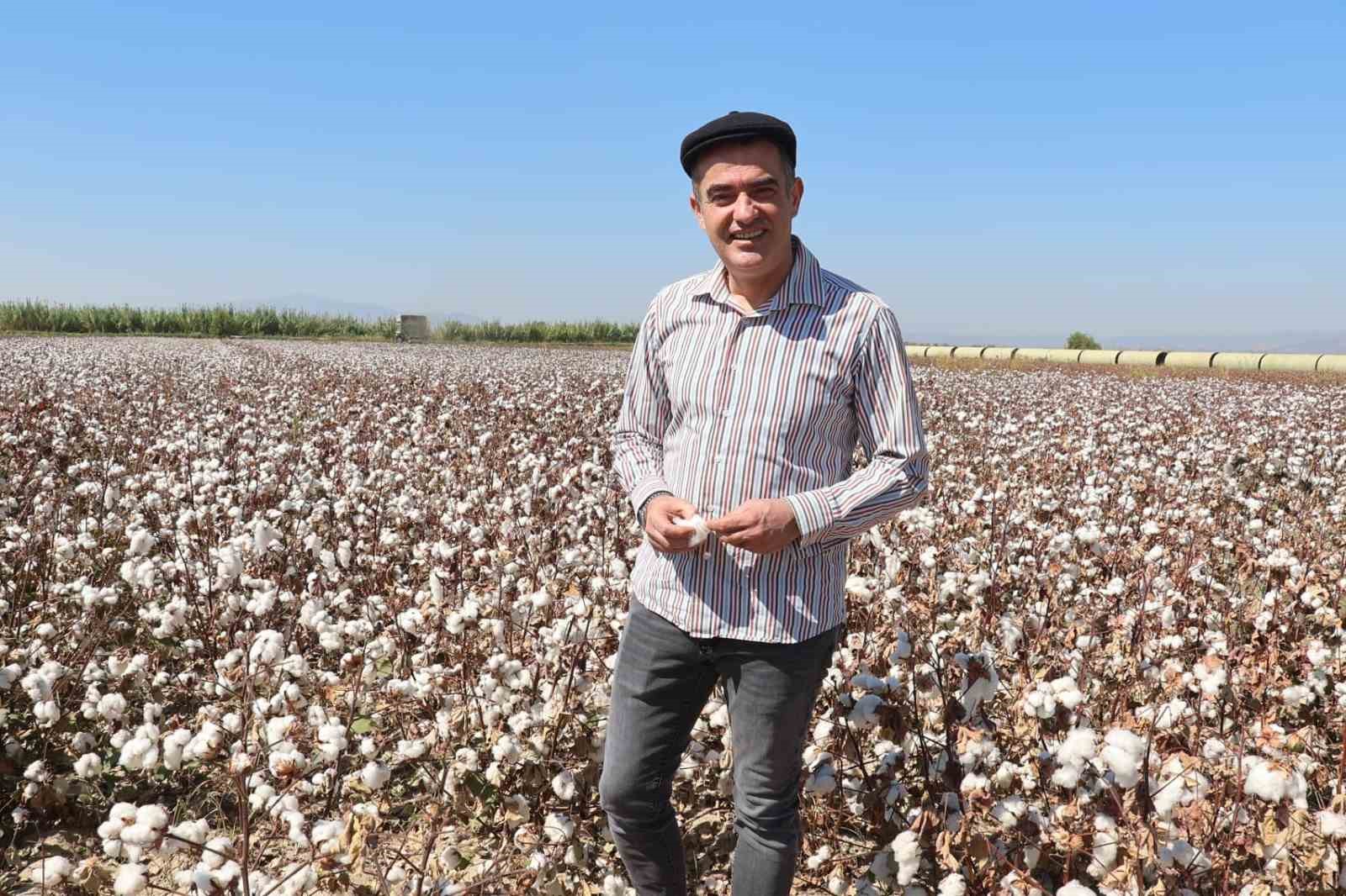 Koçarlı’da pamuk hasadı başladı
