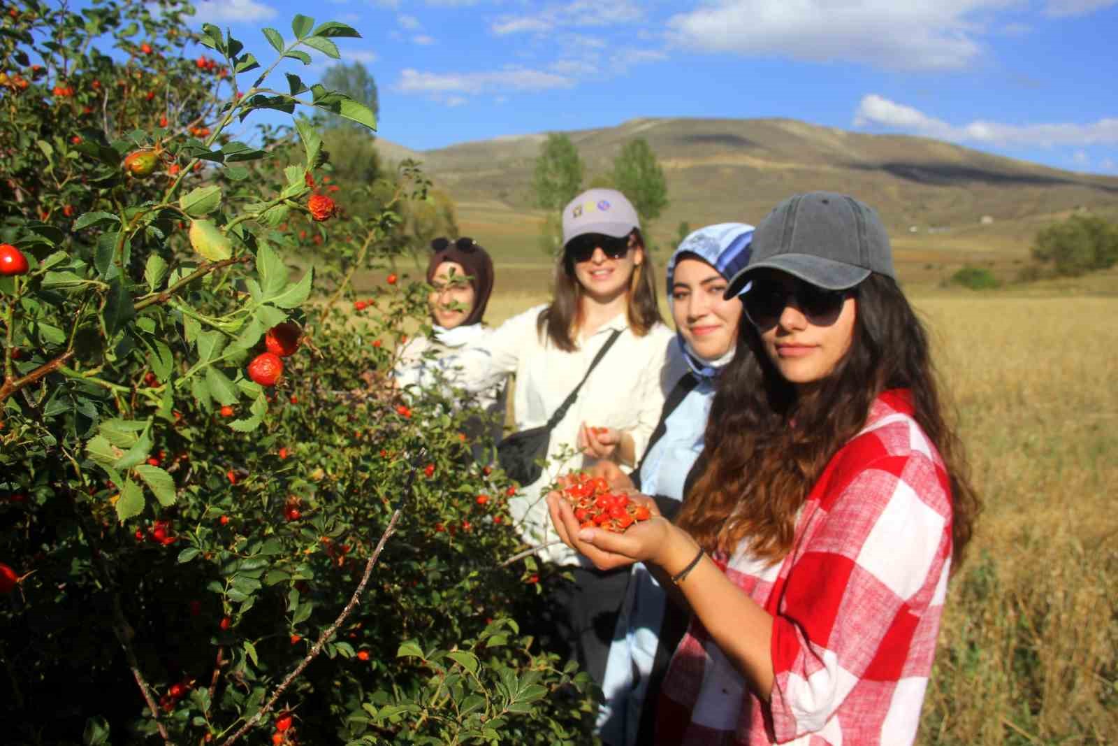 Bayburt’ta kuşburnu alımı başladı