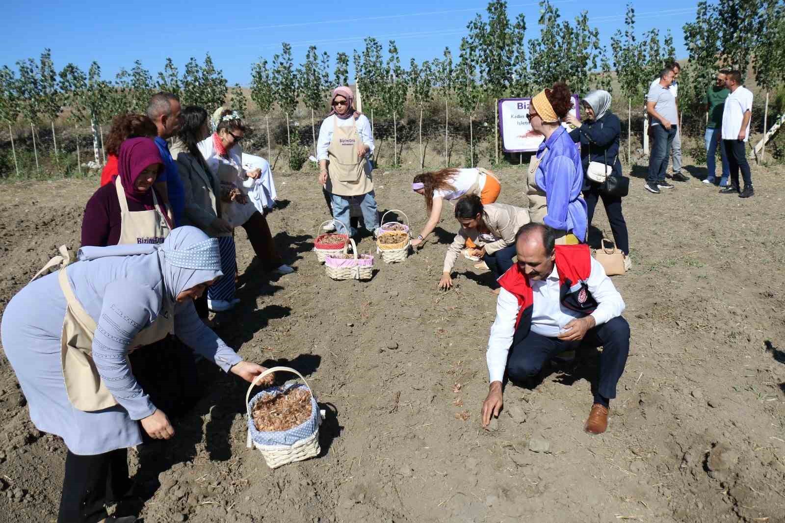 Çorum’da safran üretimi için ilk adım atıldı