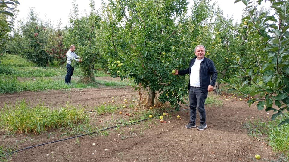 Konya’nın üretim merkezi ilçesinde elma hasadı sürüyor