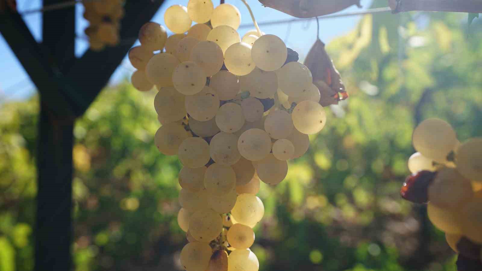Kahramanmaraş&rsquo;ta geleneksel Bağbozumu G&uuml;nleri
