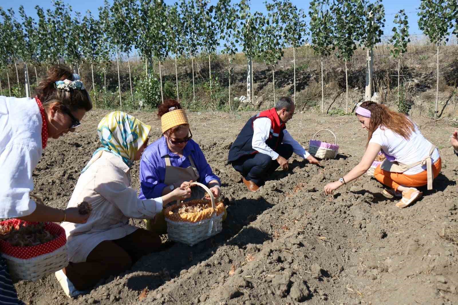 &Ccedil;orum&rsquo;da safran &uuml;retimi i&ccedil;in ilk adım atıldı
