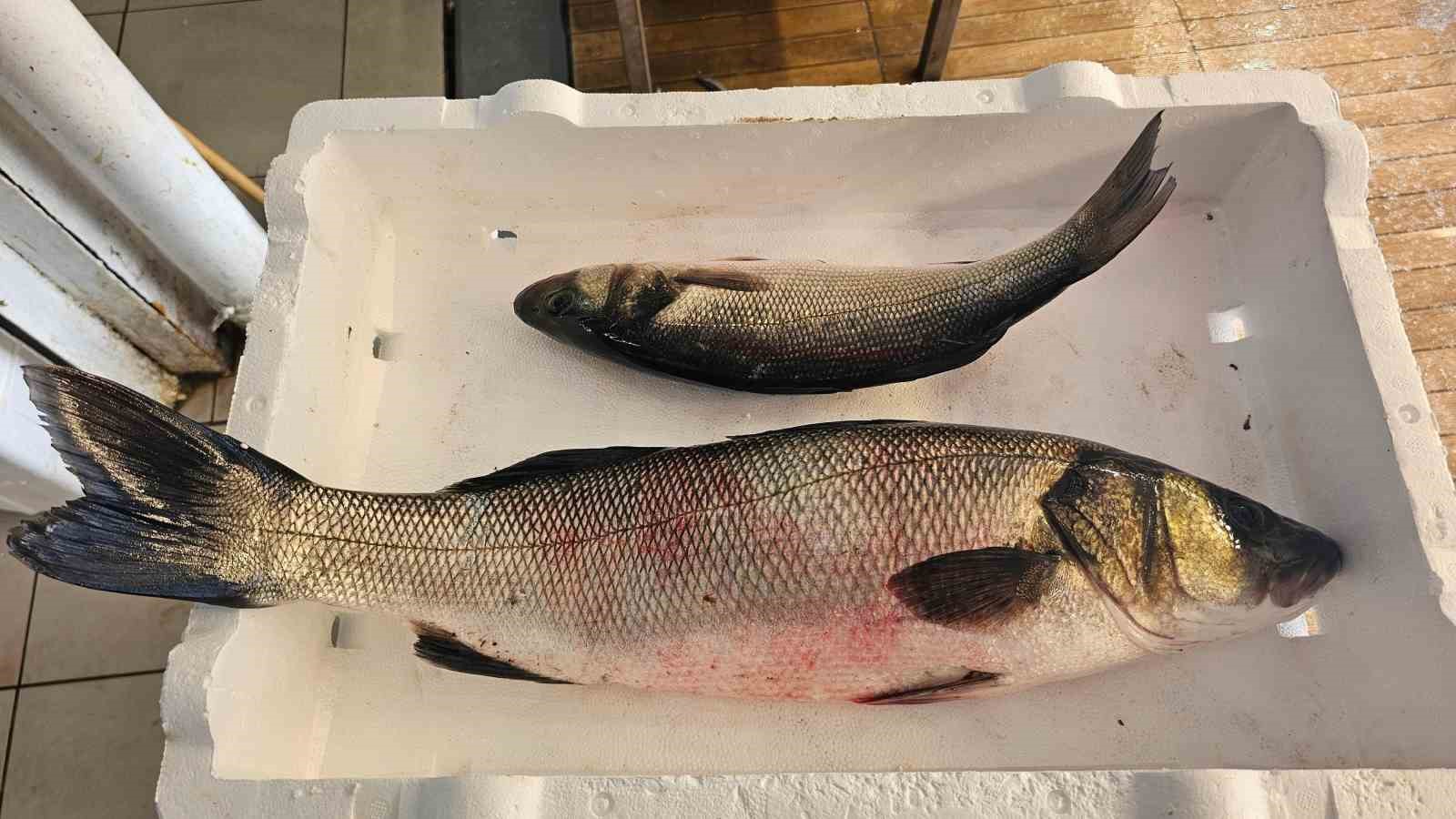 Bandırma Balık Hali&rsquo;nde palamut bolluğu yaşanıyor
