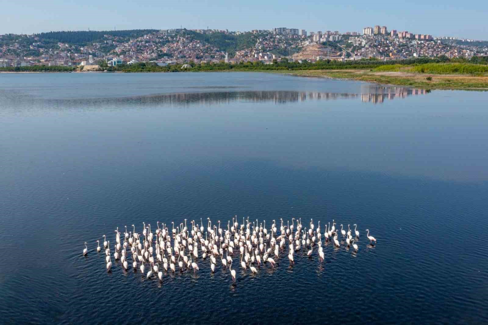 İzmit Körfezi’ndeki flamingo sayısında artış gözlendi
