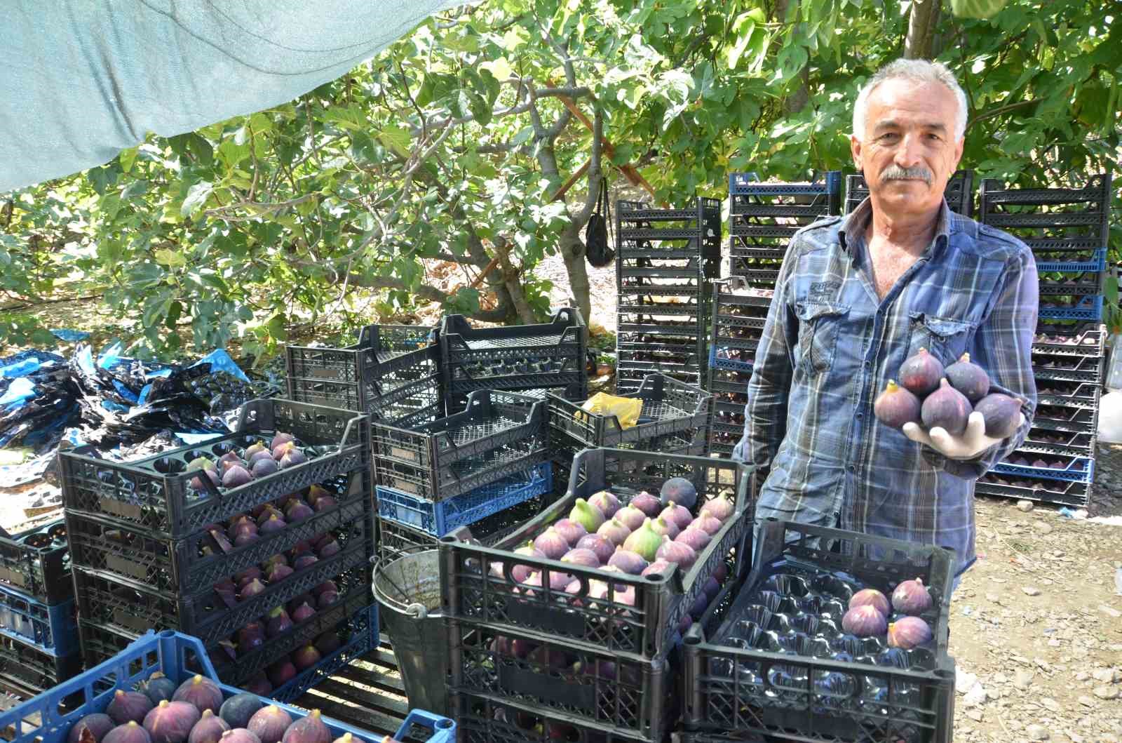 Antalya’da Bursa siyah incir hasadı tamamlandı