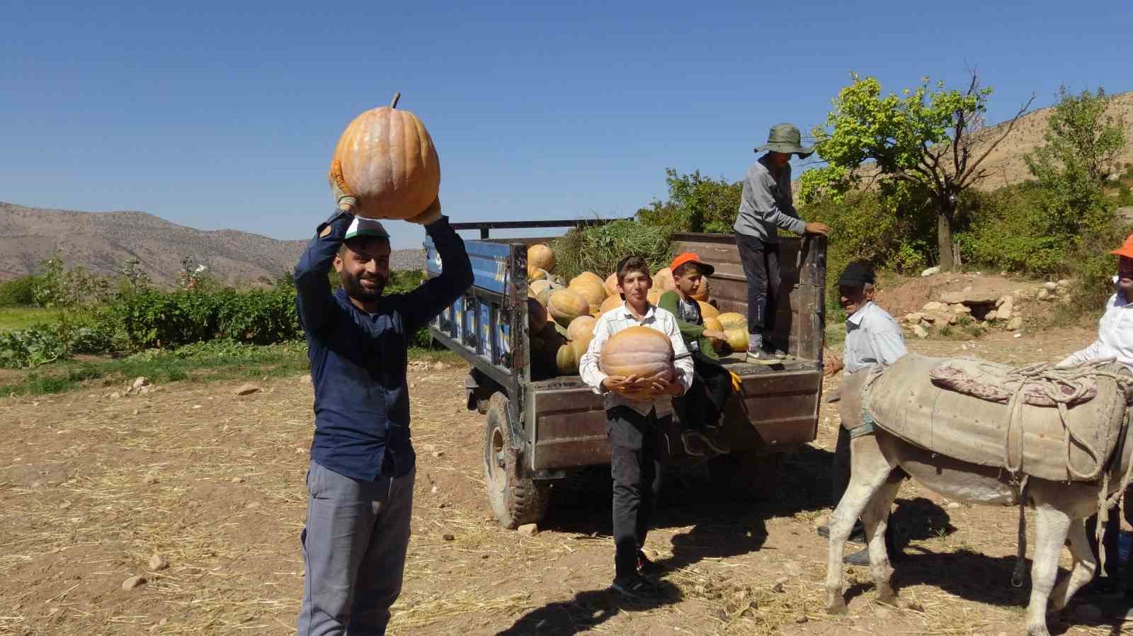 Gercüş’te bal kabağı hasadı başladı
