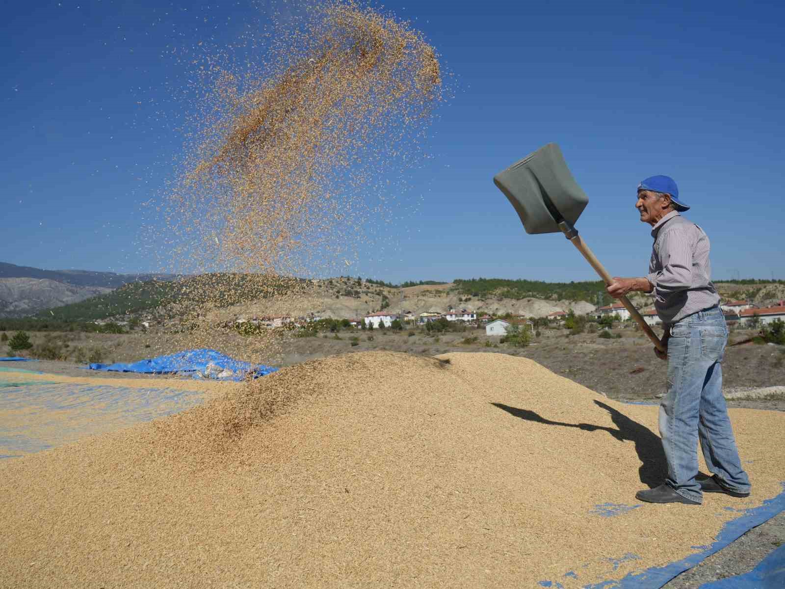 Coğrafi işaretli Tosya pirincinin hasadı başladı
