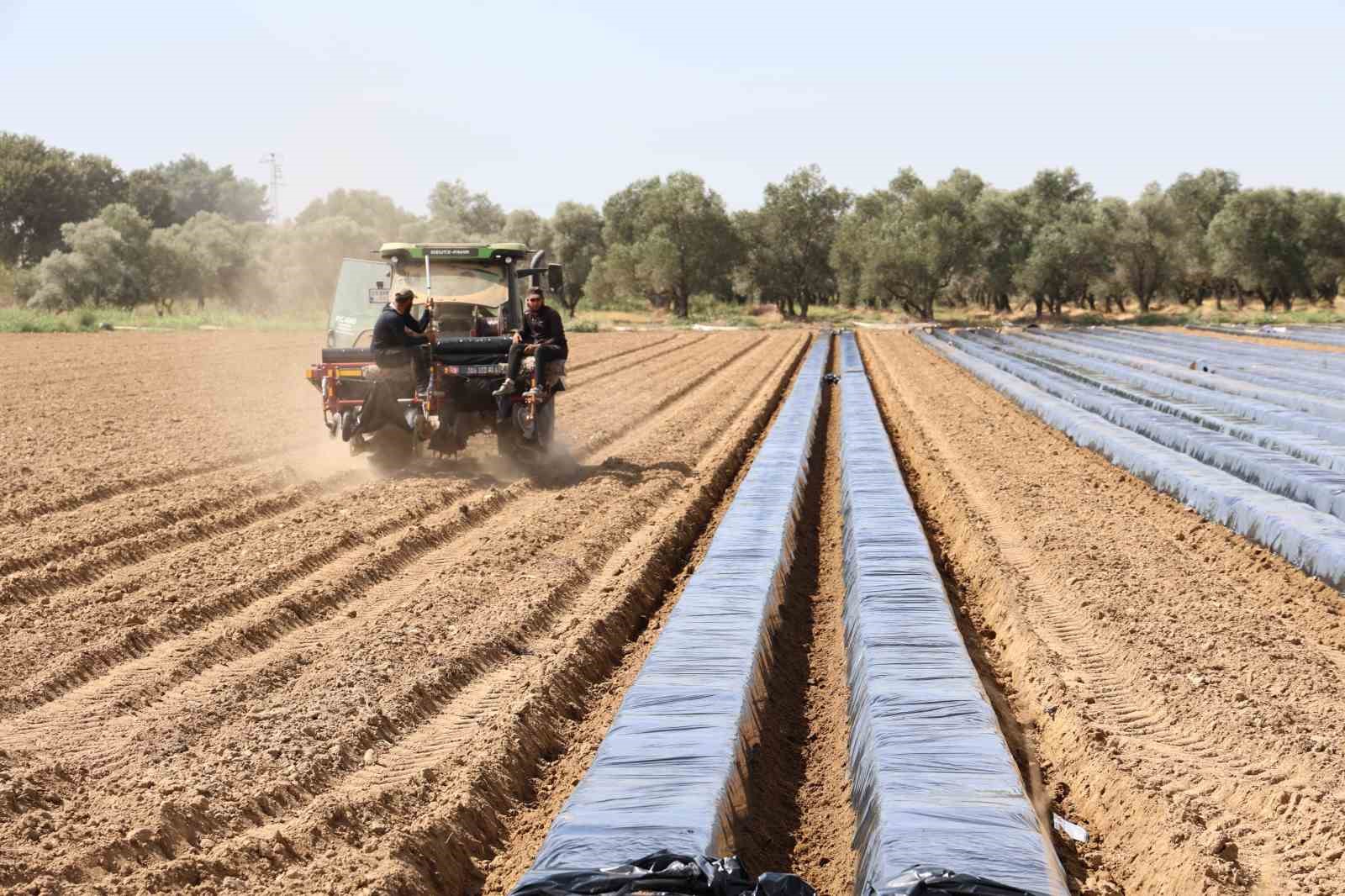 Son yıllarda altın yıllarını yaşayan çilek üreticisi tarlaya erken indi