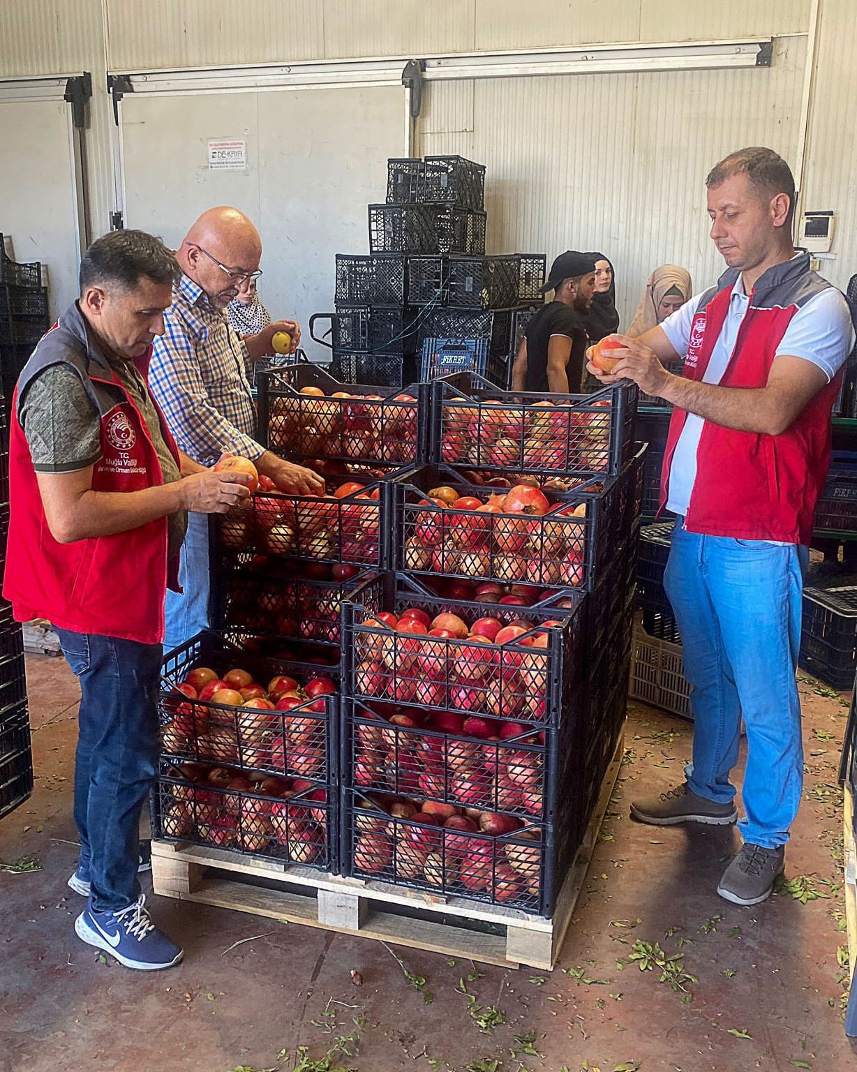 Ortaca’da nar ve limon ihracatında rekor beklentisi
