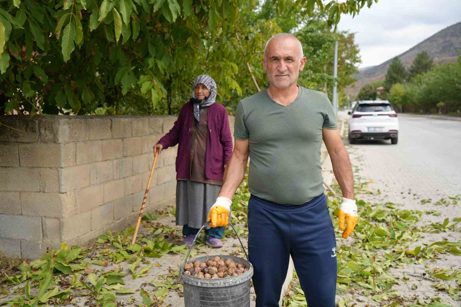 İnce kabuğu ve doluluk oranıyla meşhur Erzincan cevizinde hasat zamanı