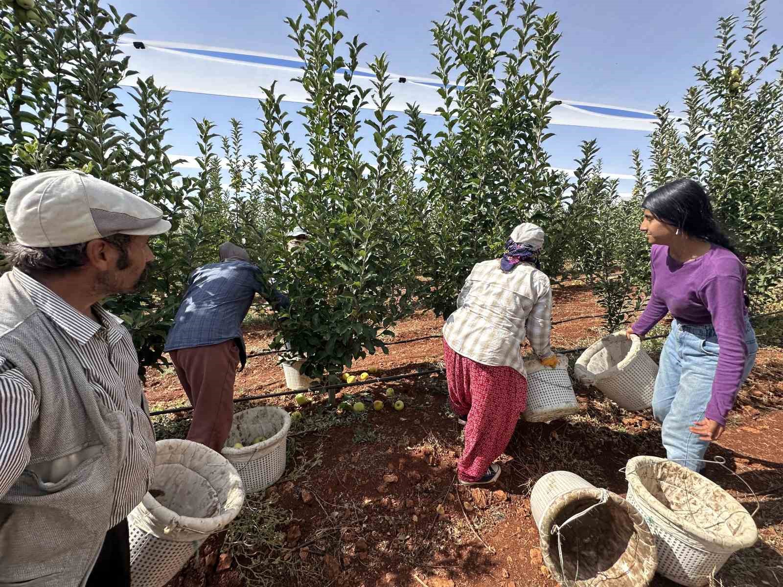 Doğanşehir’de elma hasadı başladı
