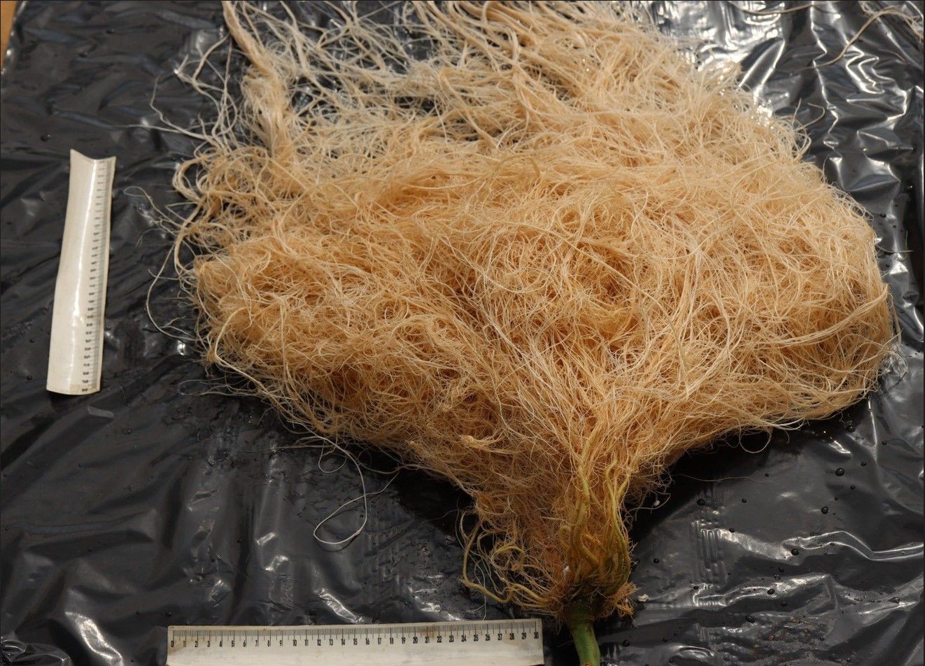 Akdeniz Üniversitesi, "Cevval" adı verilen yeni tür domates anacı geliştirdi