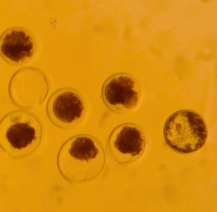 Güçlü Afrika koyunundan alınan embriyolar, yerli taşıyıcı anne koyunlara transfer edildi