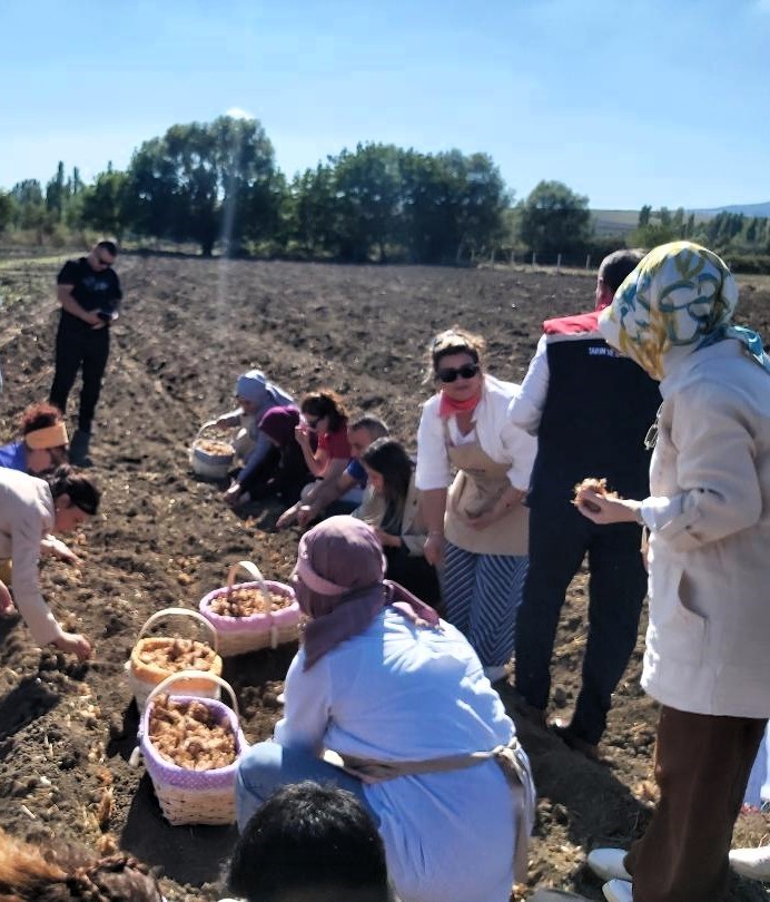 Çorum’da “BizimOra’lı kadınların şifalı safran ve sarımsak projesine OKA desteği
