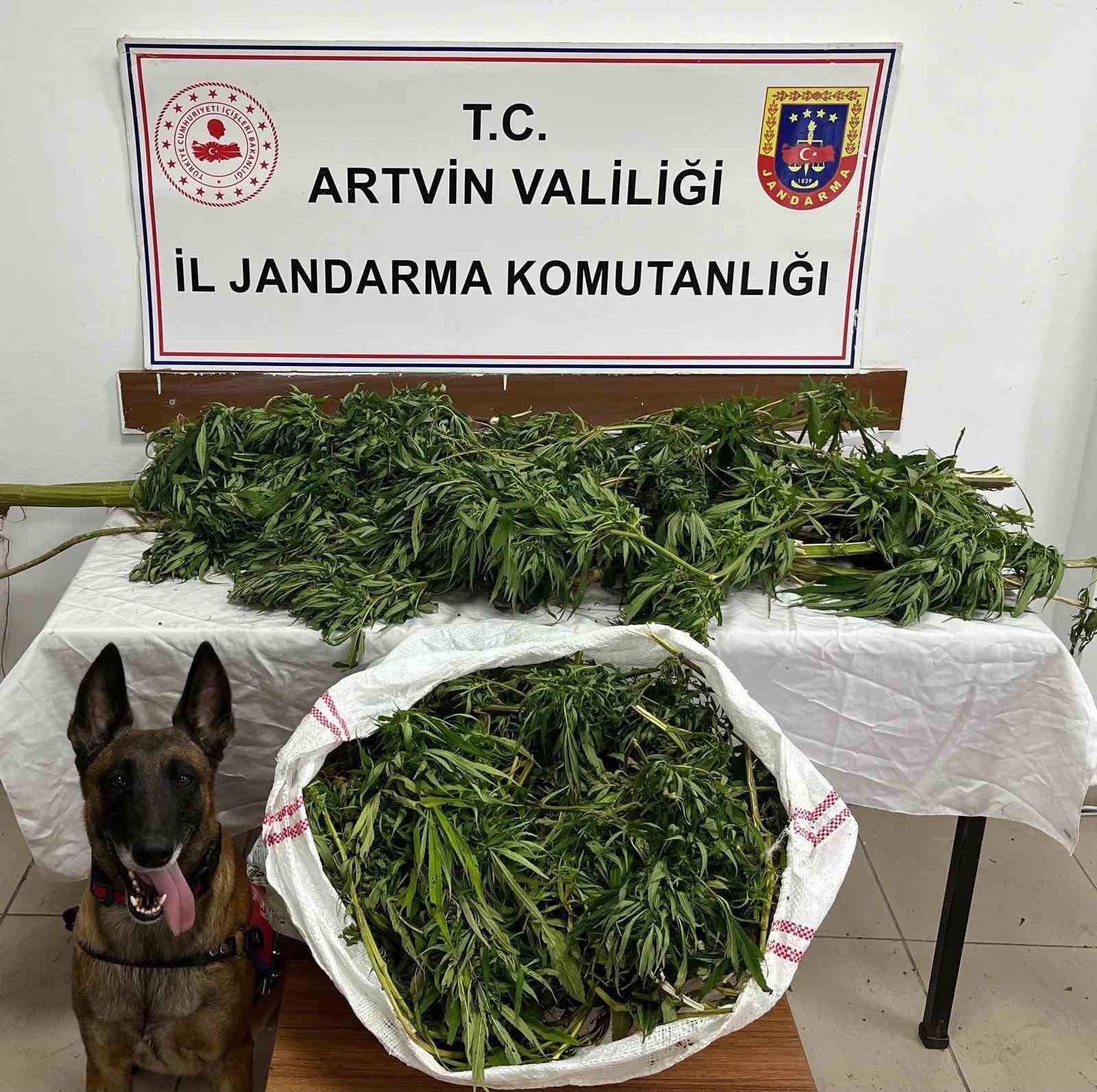 Artvin’de 15,5 kilo esrar yakalandı: 1 zanlı tutuklandı