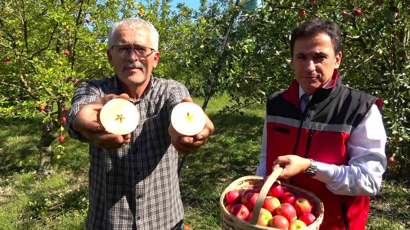 Amasyalılar yıldızlı elmayı 2 bin yıldır yetiştiriyor