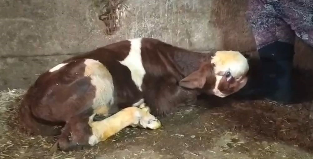 Ahırdan gelen sesleri duydu, gördüğü manzara karşısında hayrete düştü