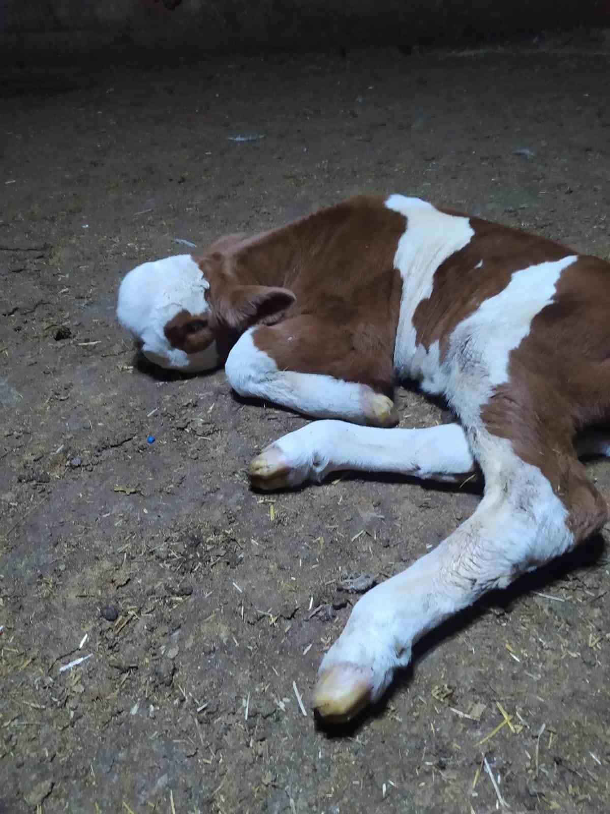 Ahırdan gelen sesleri duydu, gördüğü manzara karşısında hayrete düştü
