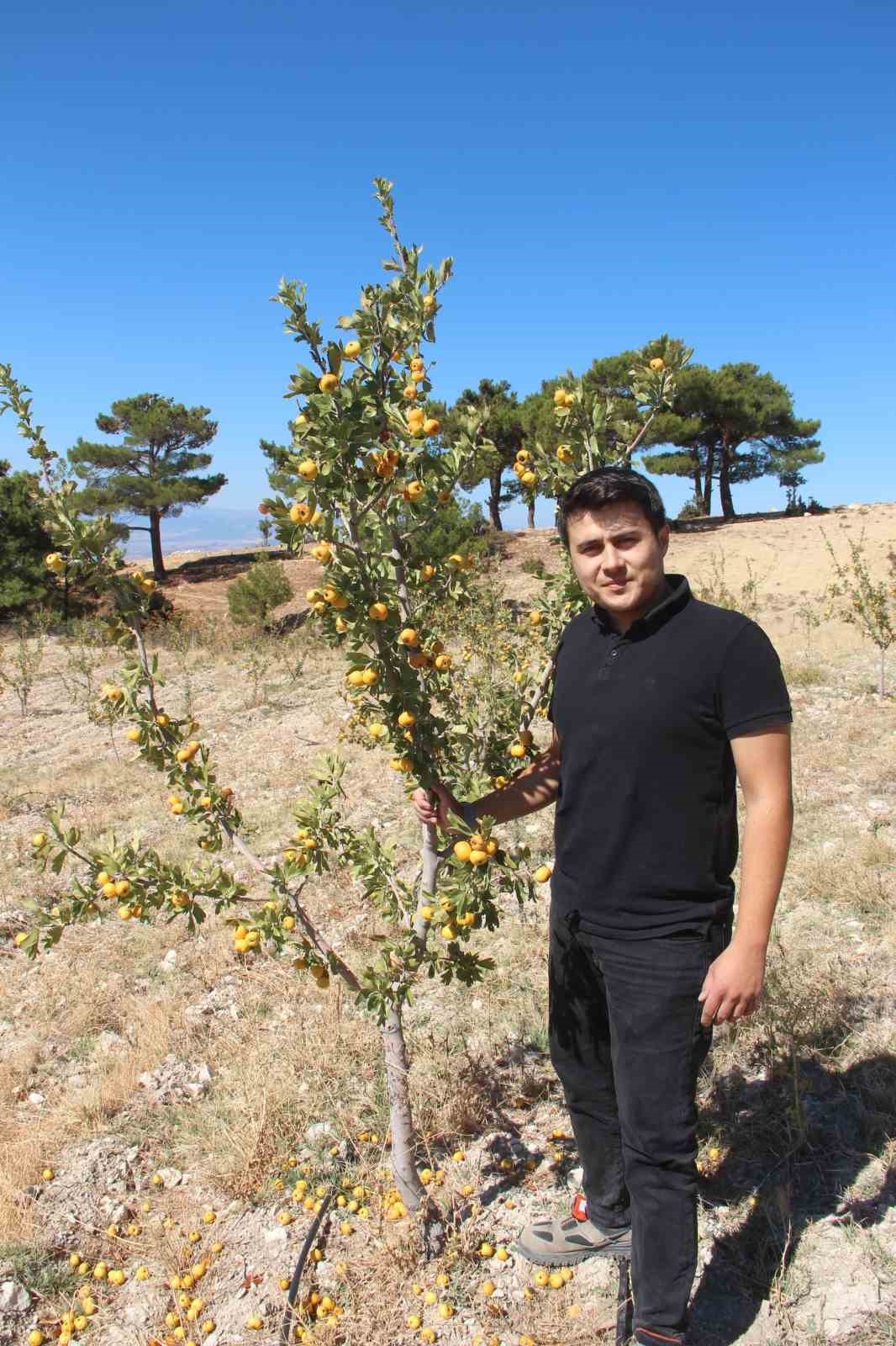 Alıçta hasat başladı
