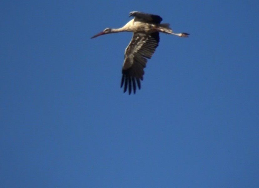Kahramanmaraş&rsquo;ta S&ouml;ğ&uuml;t Yaylası&rsquo;nın son leylek kafilesi g&ouml;&ccedil; yolculuğuna başladı
