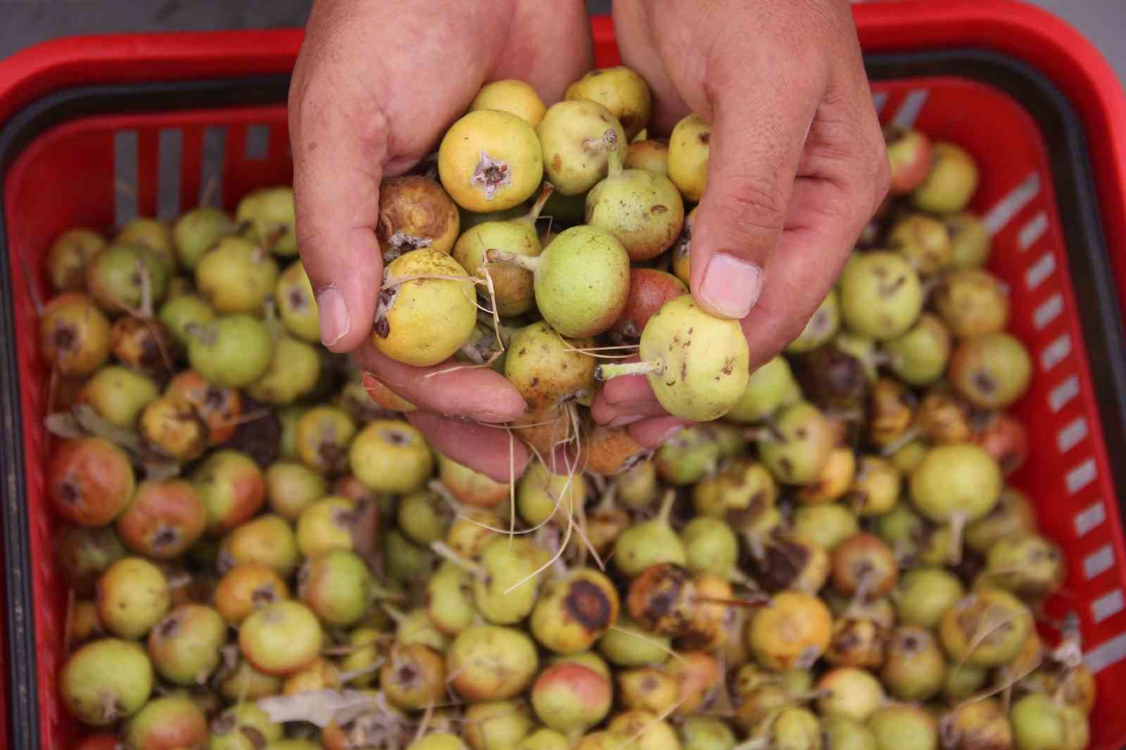 Şifa kaynağı Çördük, azı yarar, fazlası zarar 