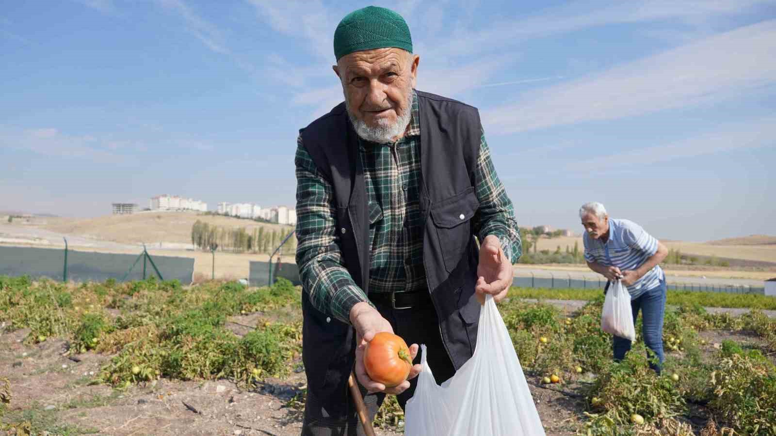 Keçiören’de huzurevi sakinleri bostanda meyve ve sebze topladı
