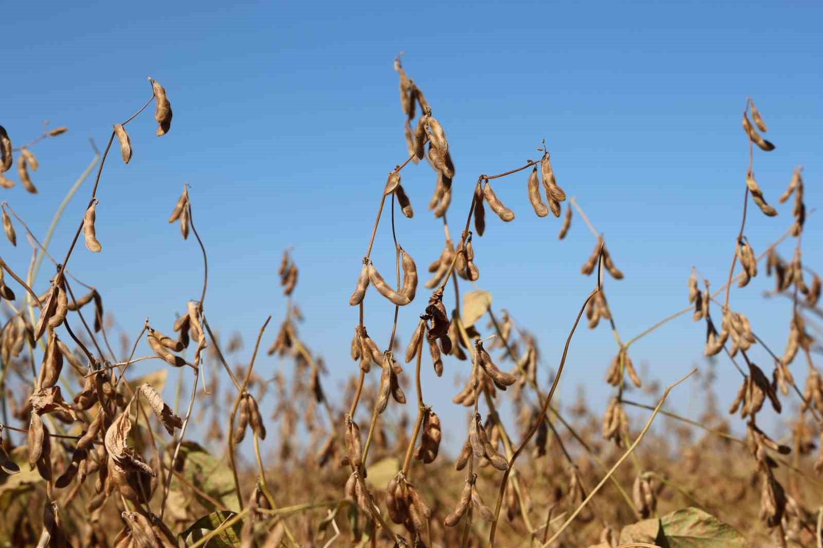 Diyarbakır’da bu yıl 35 bin dekar soya fasulyesi ekildi