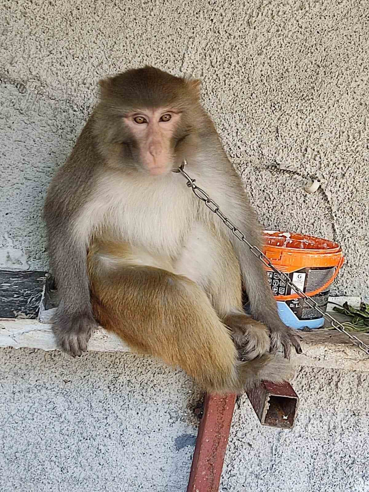 &Ccedil;ocuğu ısıran maymunun sahibine 41 bin 817 lira para cezası
