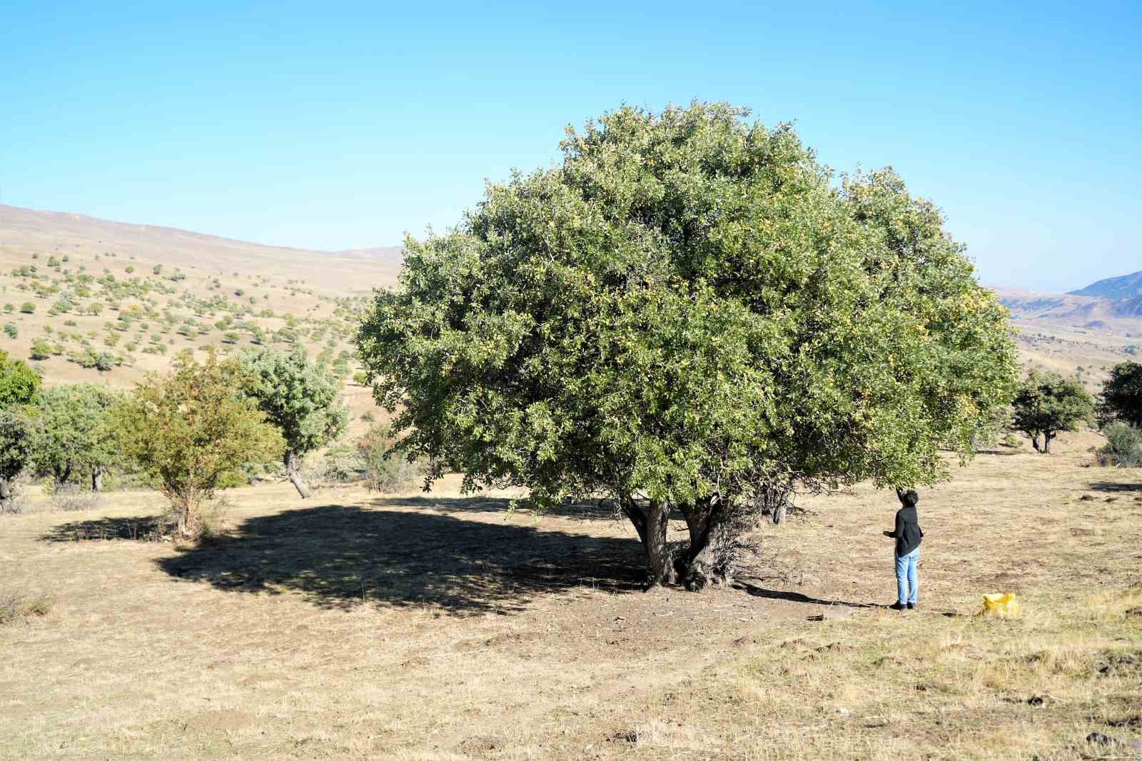 110 bin Ahlat ağacı turizme kazandırılmayı bekliyor
