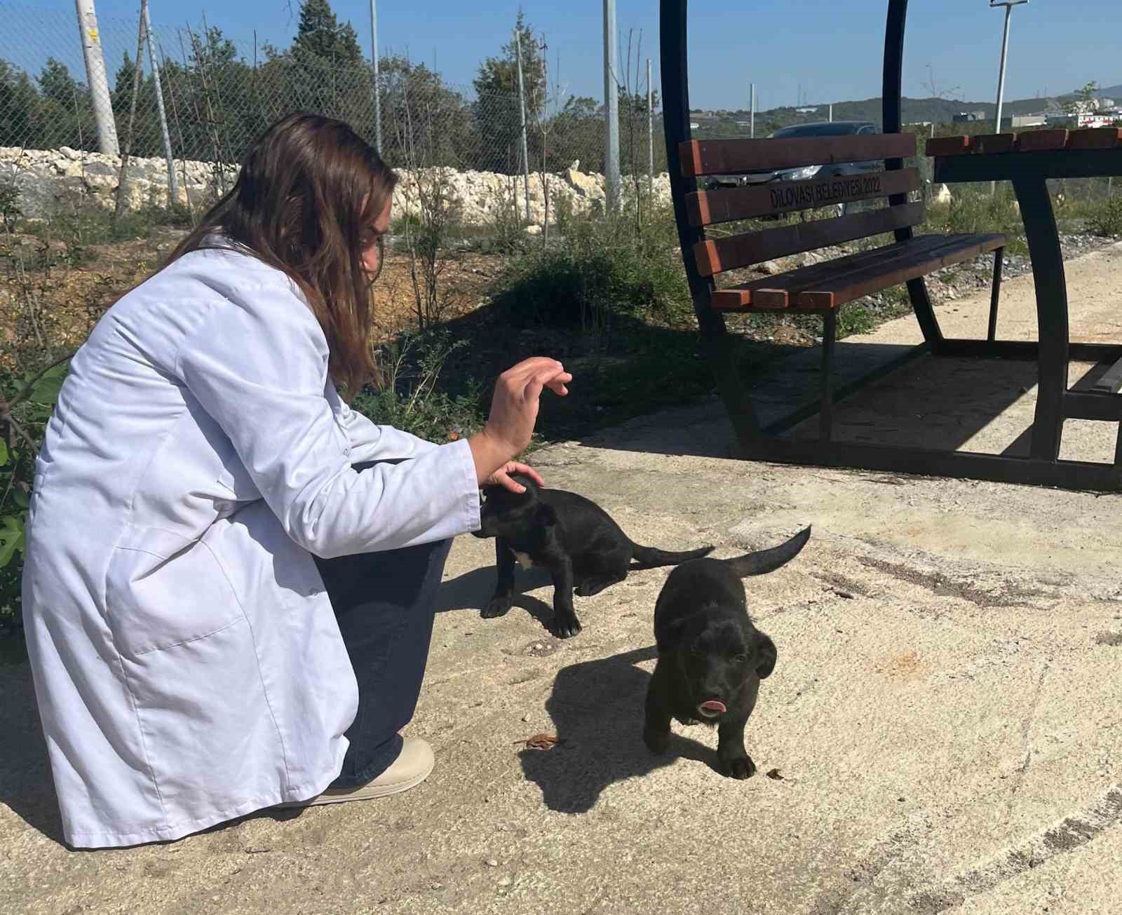 Dilovası’nda hayvanları koruma gününde farkındalık