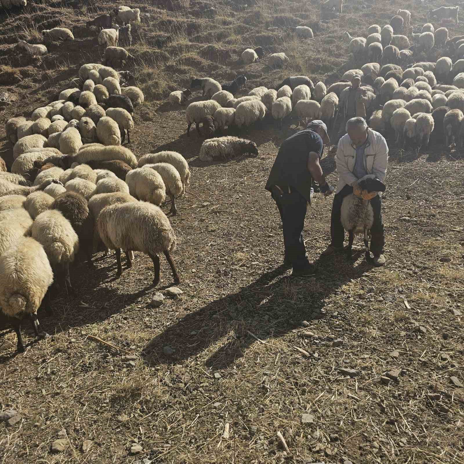 Yüksekova’da küçükbaş hayvanlara aşılama ve küpeleme çalışması
