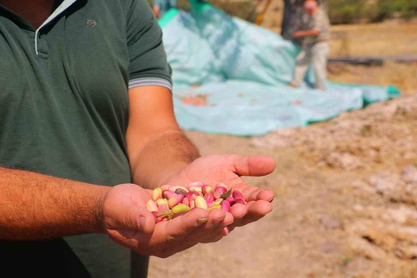 Başkentli çiftçiler ’yeşil altının’ üretim kapasitesinin artırılması için aşılama desteği bekliyor
