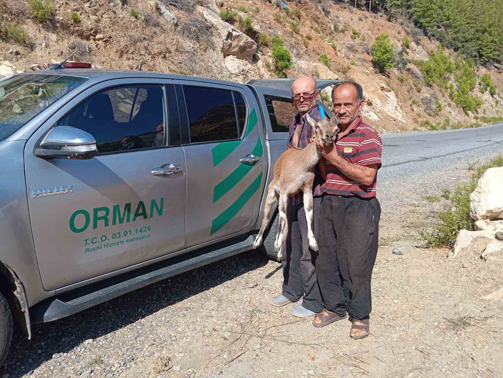 Yaralı bulunan dağ keçisi tedaviye gönderildi
