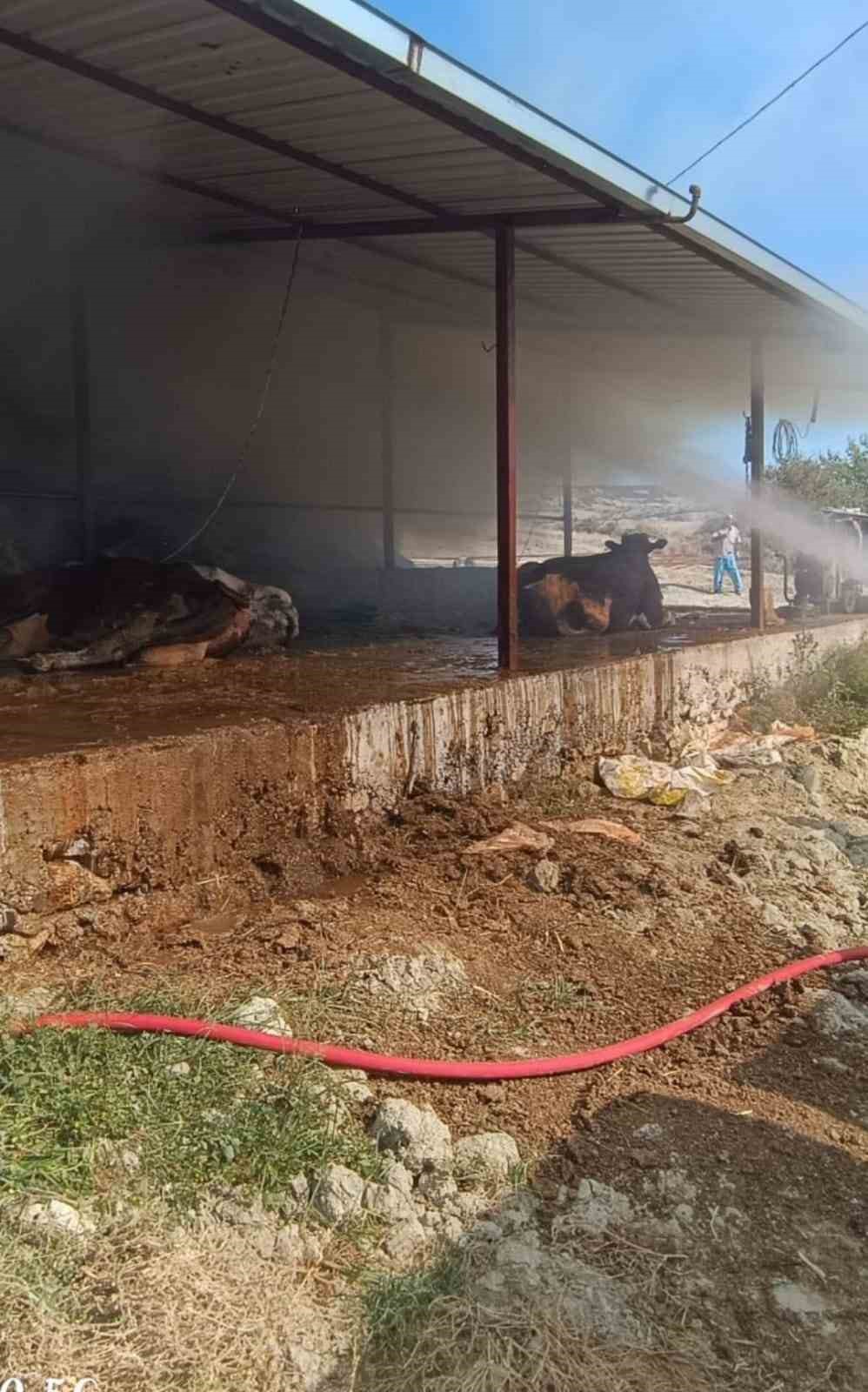Ahırda &ccedil;ıkan yangında 2 inek telef oldu
