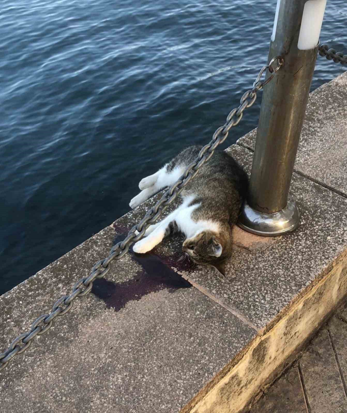 Deniz kenarında kanları g&ouml;ren polisi aradı, hayvanseverler tepki g&ouml;sterdi

