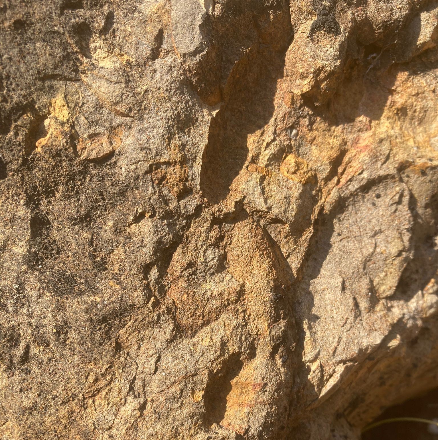 350 milyon yıl önce yaşayan hayvan fosilleri bulundu