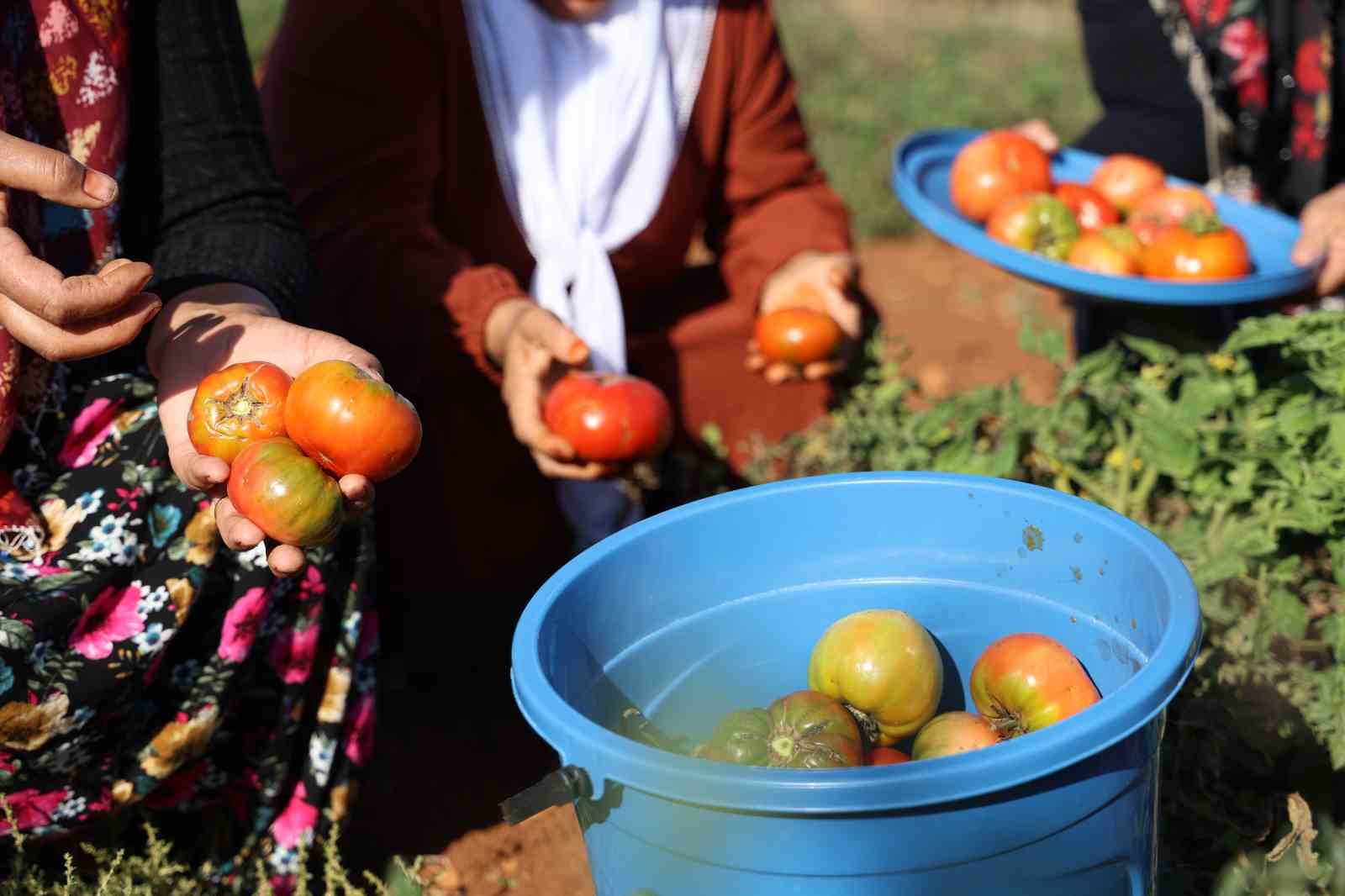 Susuz yetişen domateste mevsim normallerinin üstündeki sıcaklarda hasat sürüyor
