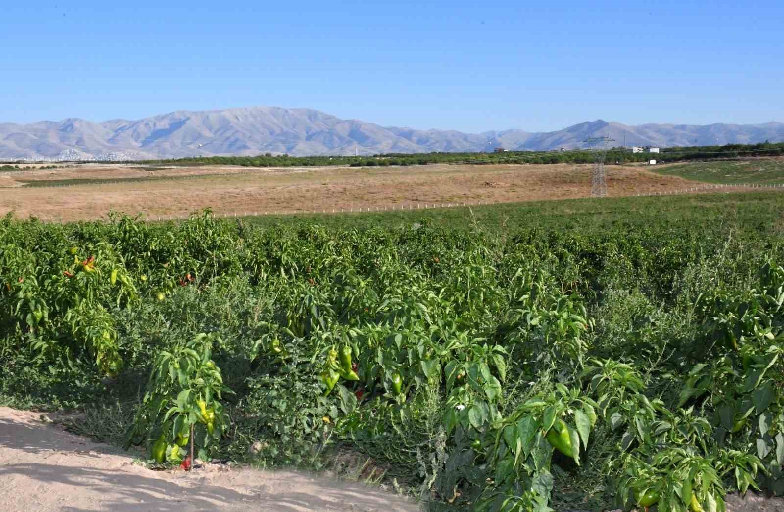 ABD’nin kapya biberi Malatya’dan
