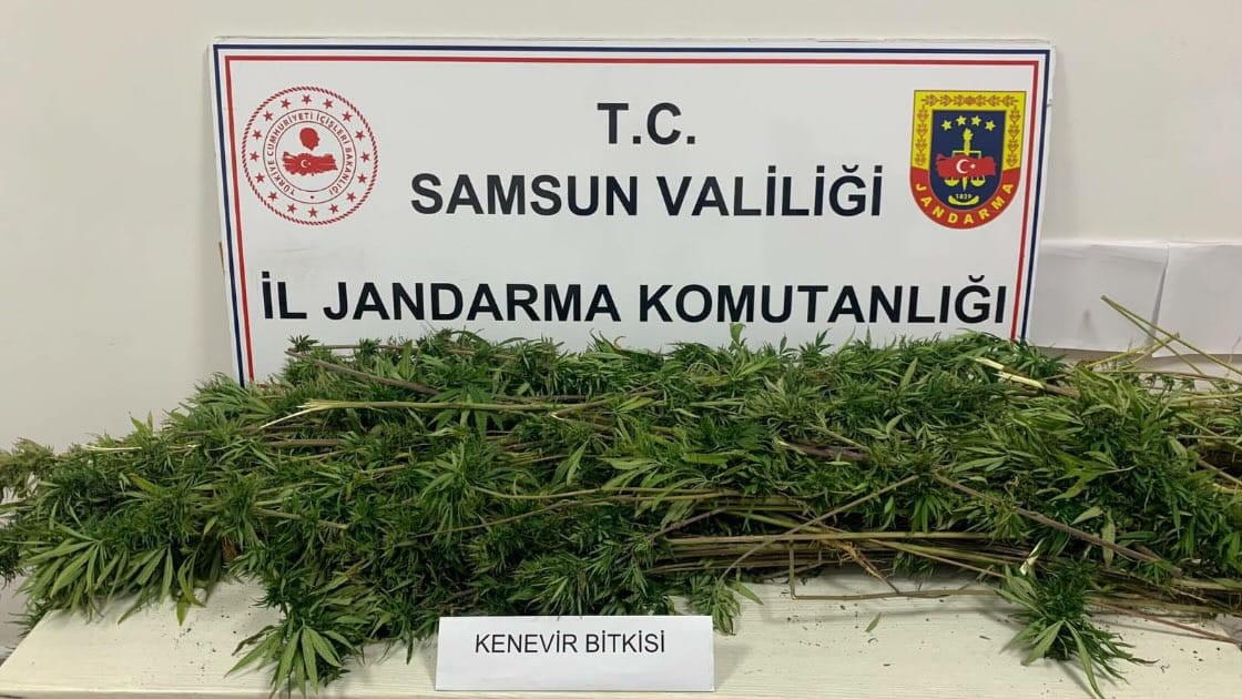 Samsun’da arazide ekili 304 kök kenevir ele geçirildi