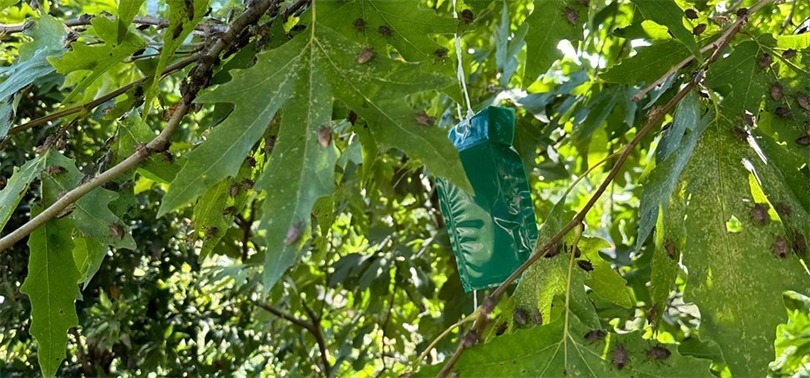 Kahverengi kokarcaya karşı topyekun kışlak mücadelesi
