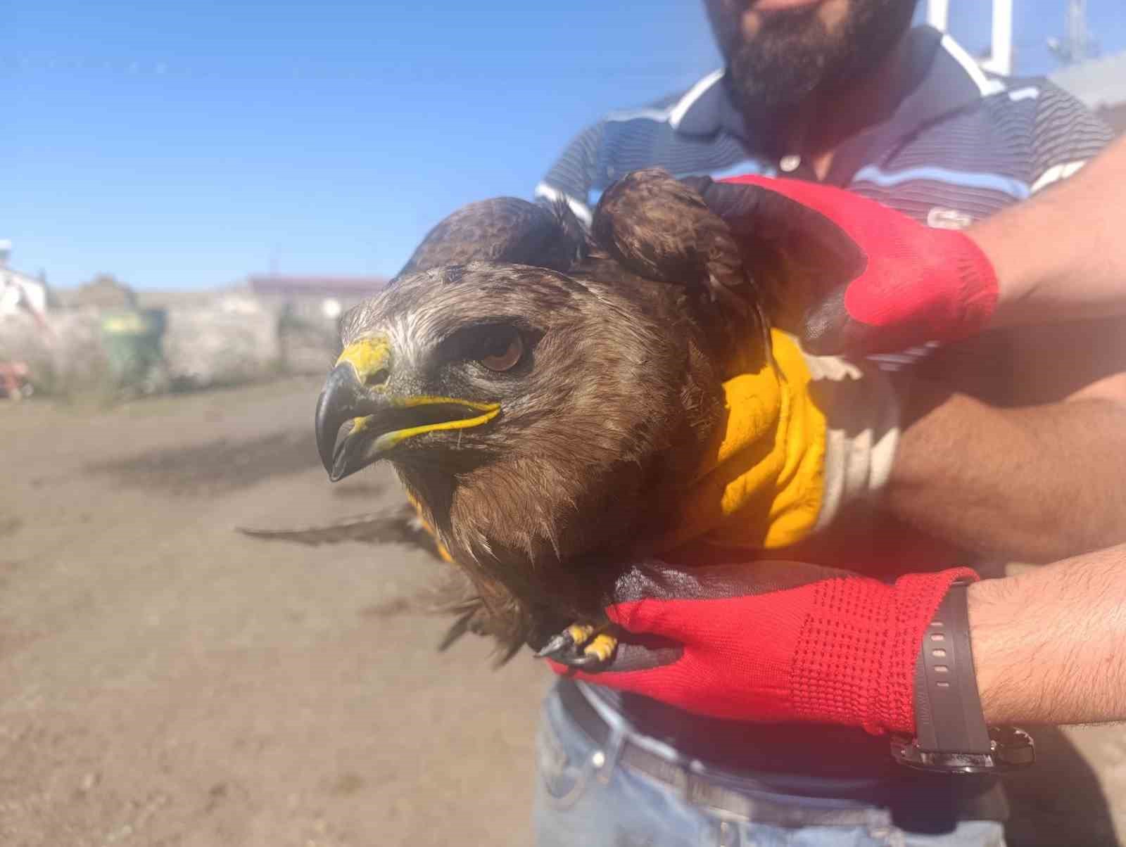 Ardahan’da yaralı bulunan kara çaylak tedaviye alındı