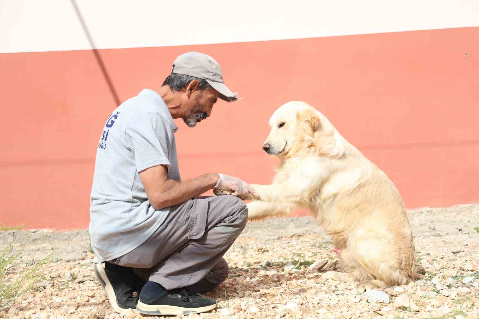 Geçici Hayvan Bakımevi ve Rehabilitasyon Merkezi’nde 9 bin hayvan tedavi edildi