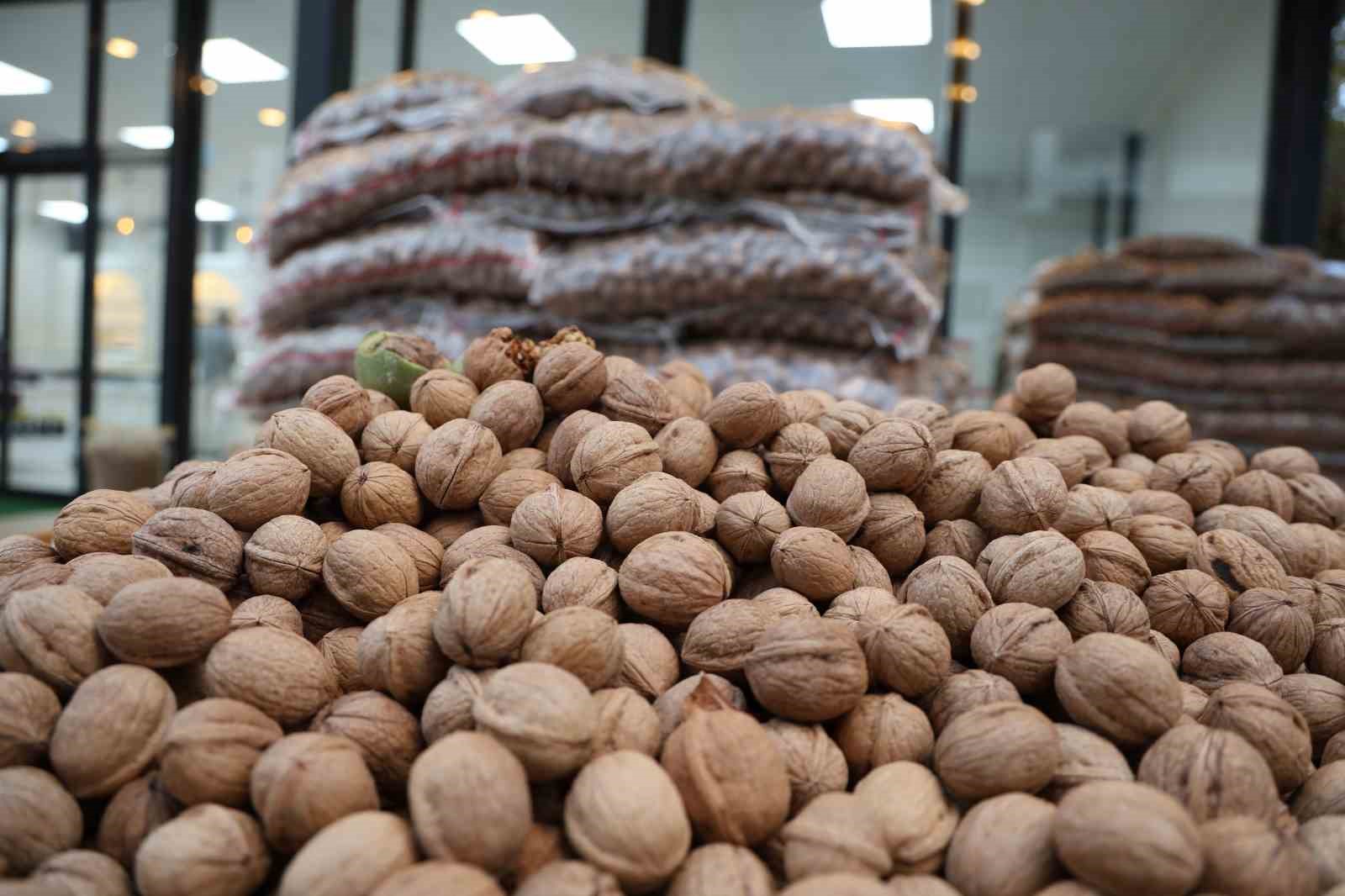 Amerika’nın ’Chandler’ cevizine rakip ’Maraş-18’ cevizi